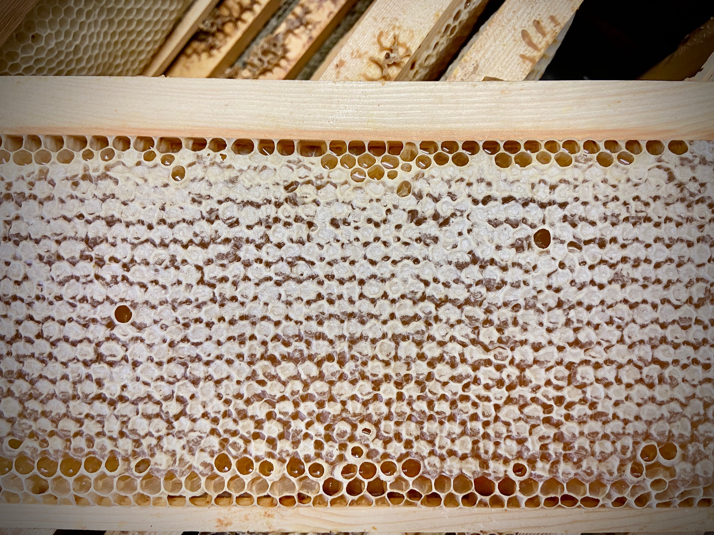 Honey Processing