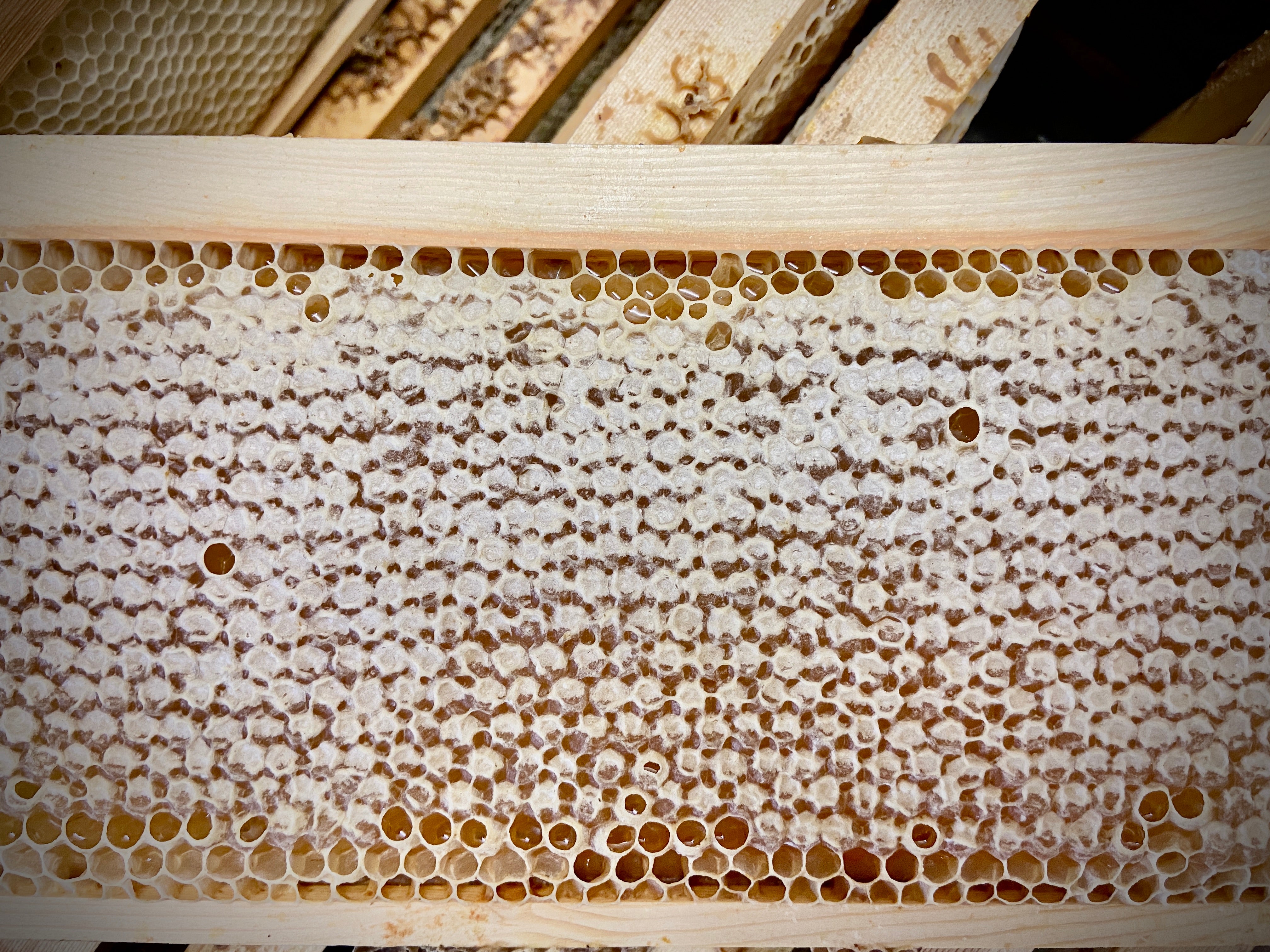 Honey Processing