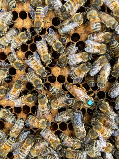 2024 6 Frame Nuc Of Bees | Welsh Black Bees Nucs | Nucleus | Buckfast ...