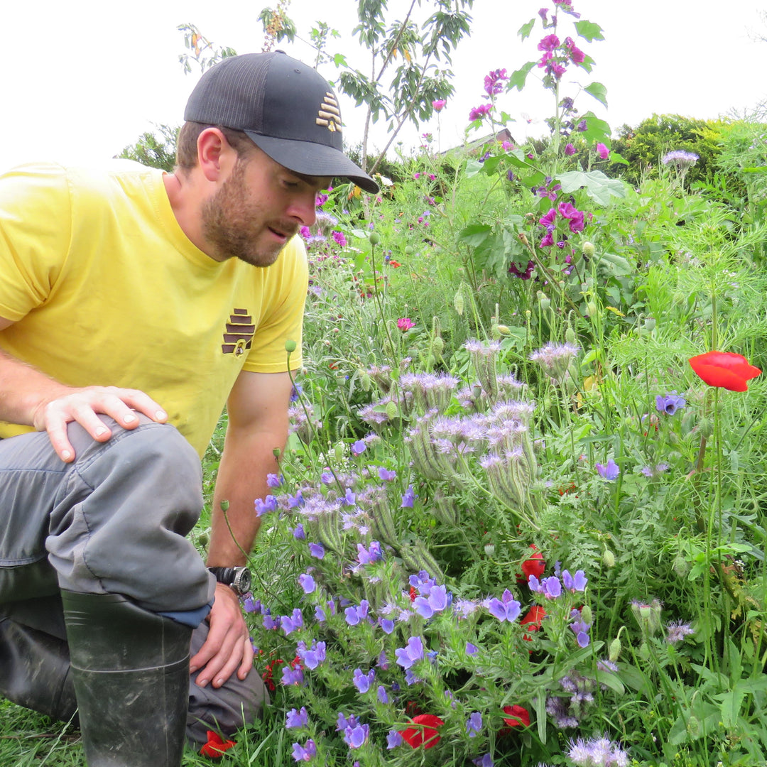 Bee Friendly Garden