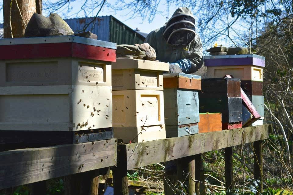 Bee Hives