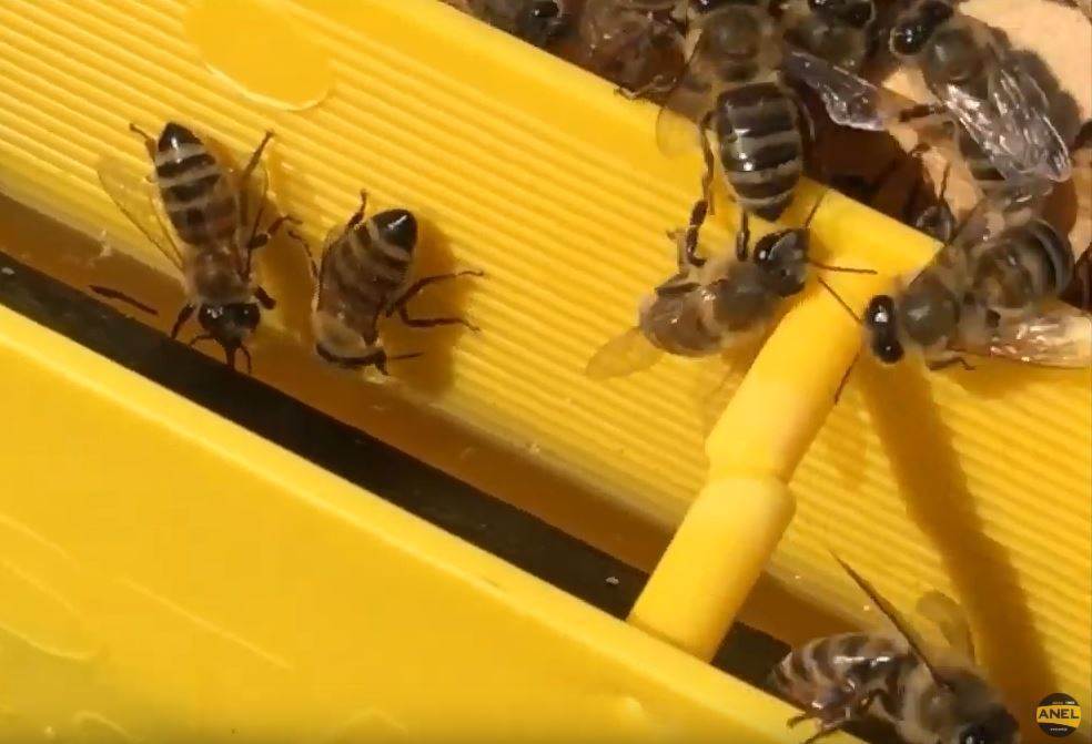 Langstroth Division Feeder - Frame Feeder with Floaters 3kg  by ANEL