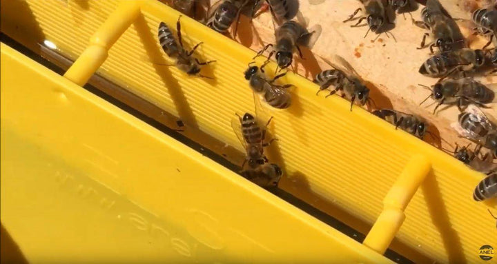 Langstroth Division Feeder - Frame Feeder with Floaters 3kg  by ANEL