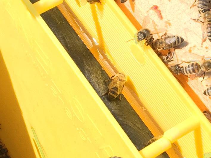 Langstroth Division Feeder - Frame Feeder with Floaters 3kg  by ANEL