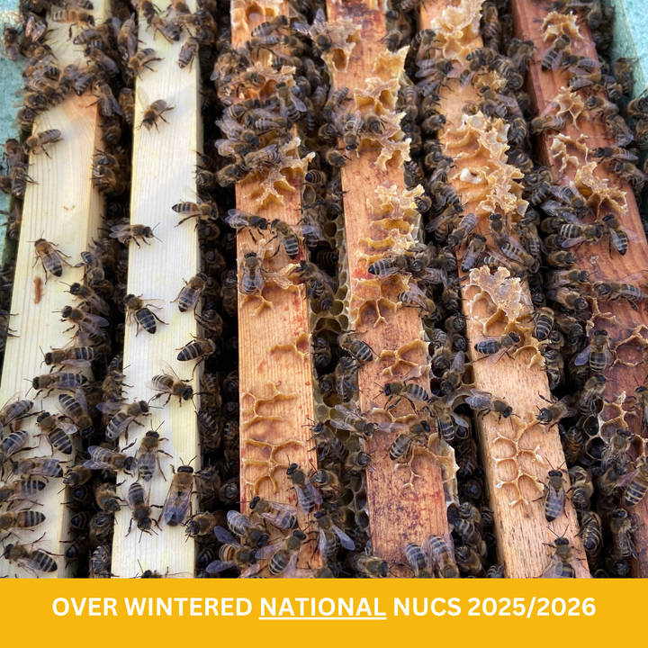 Buy Over Wintered Buckfast Bees 5 Frame National Nucleus Colonies -  Collected or Delivered 2026
