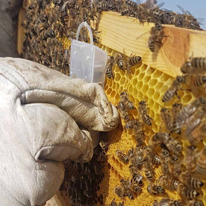 Queen Introduction Shipping Cage ANEL INTRODUCTION SHIPPING CAGE ANEL