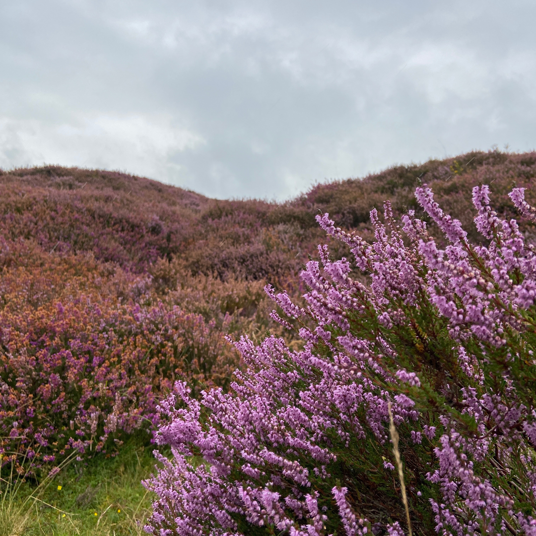 Welsh Heather Honey, 227g