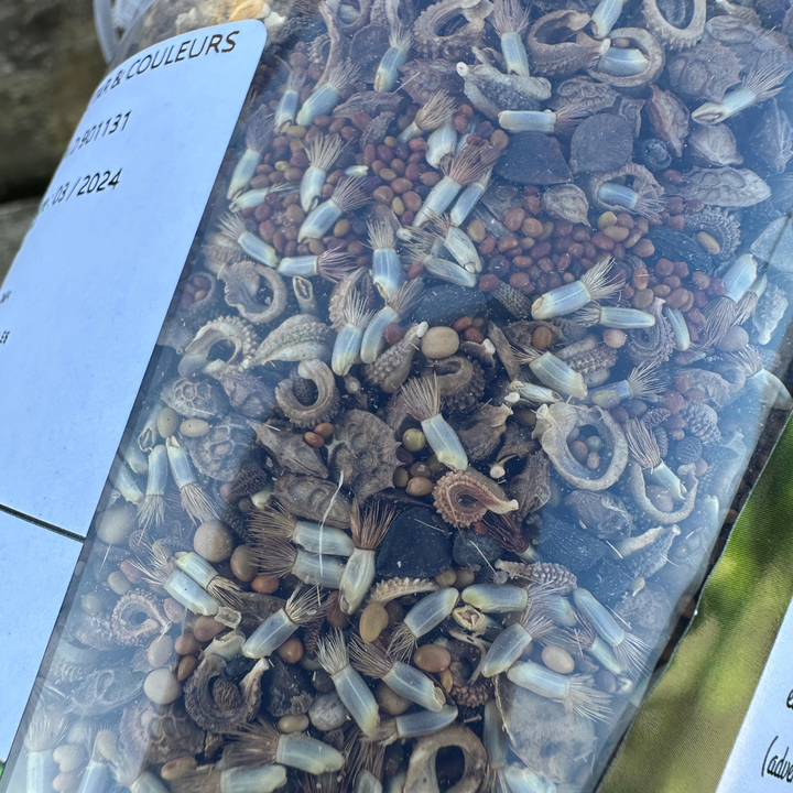 Wildflower Honeybee Mix - Nectar Flower Seed Mixture 500g (Nectar and Colours)