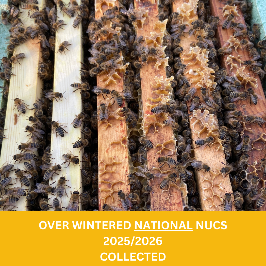 Buy Over Wintered Buckfast Bees 5 Frame National Nucleus Colonies -  Collected or Delivered 2026
