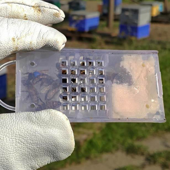 Queen Introduction Shipping Cage ANEL INTRODUCTION SHIPPING CAGE ANEL