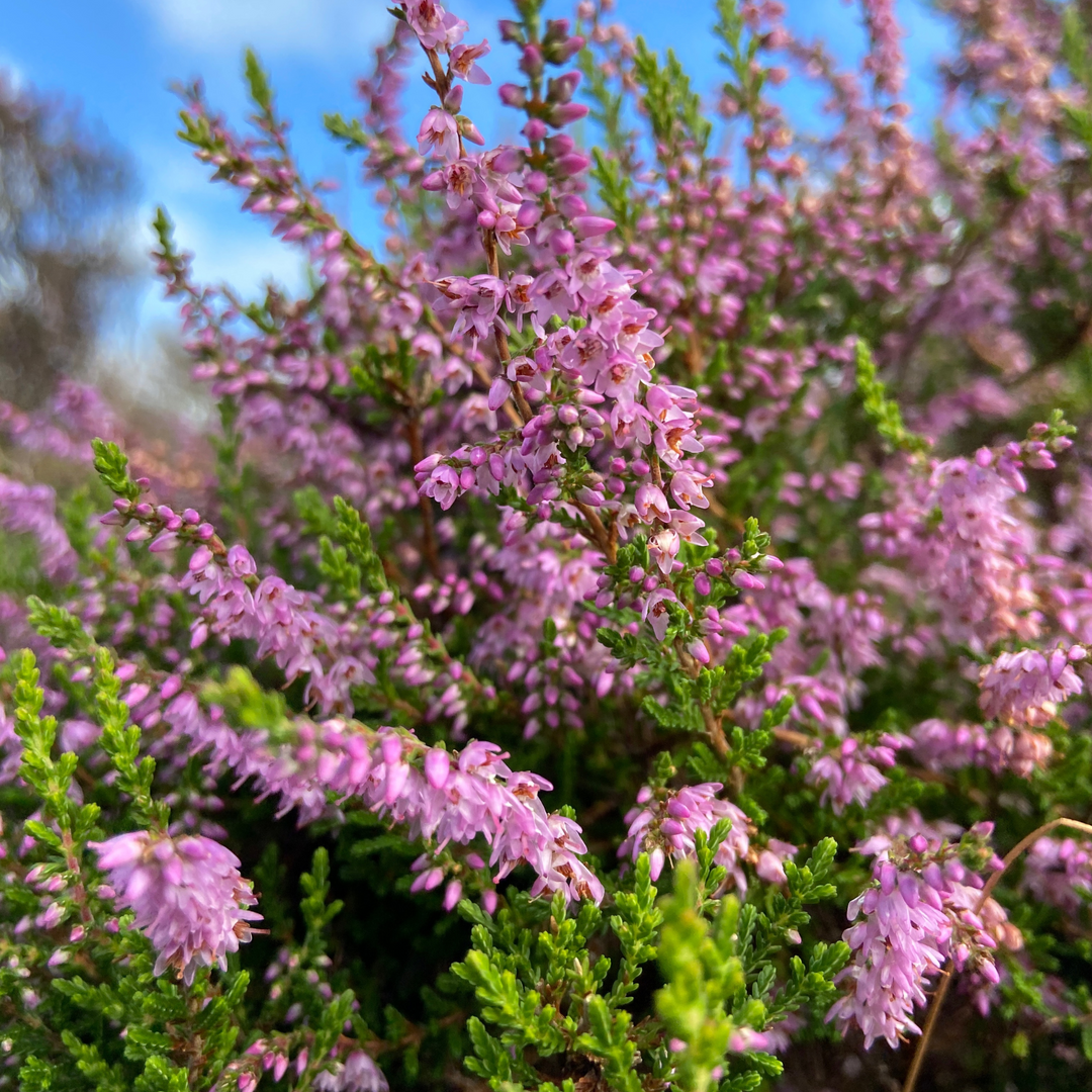 Welsh Heather Honey, 227g