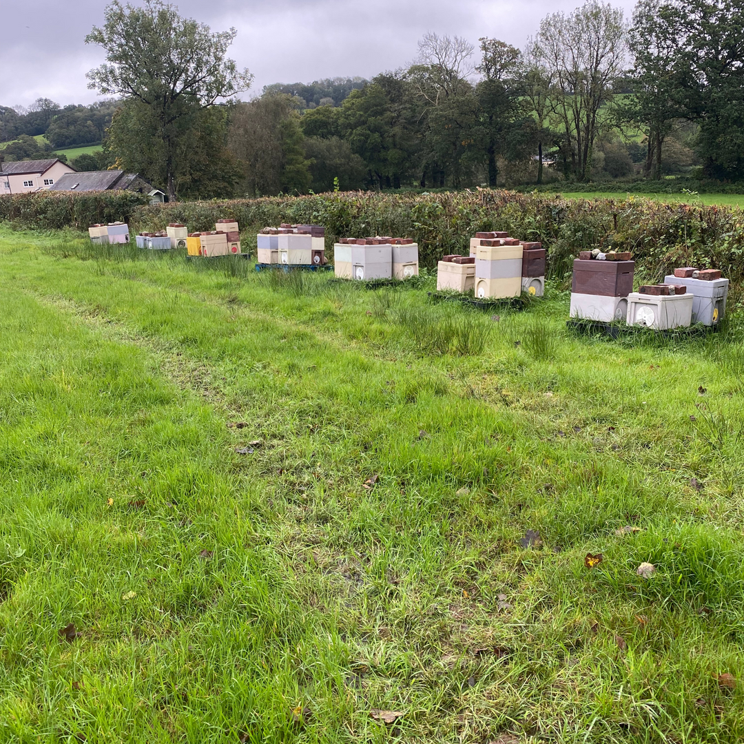 Buy Over Wintered Buckfast Bees Langstroth Flow Hive Nucleus Colonies -  Collected or Delivered