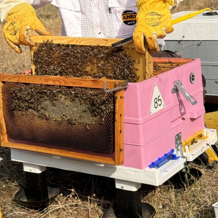 ANEL Metal Holder For Frames on Beehive Frame Rest