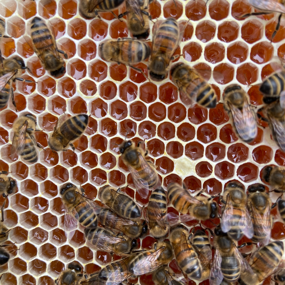 Welsh Heather Honey, 227g