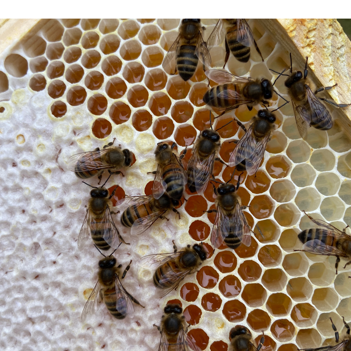 Welsh Heather Honey, 227g