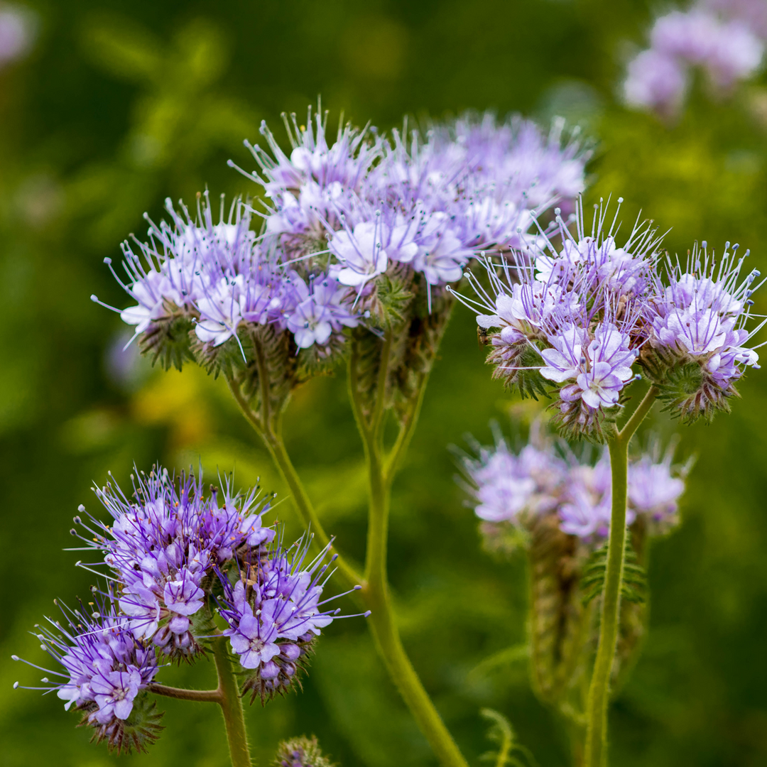 Wildflower Honeybee Mix - Nectar Flower Seed Mixture 500g (Nectar and Colours)