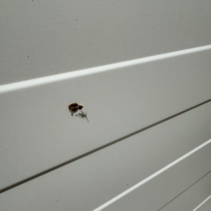 Lyson Warming Cabinet- Shop Soiled