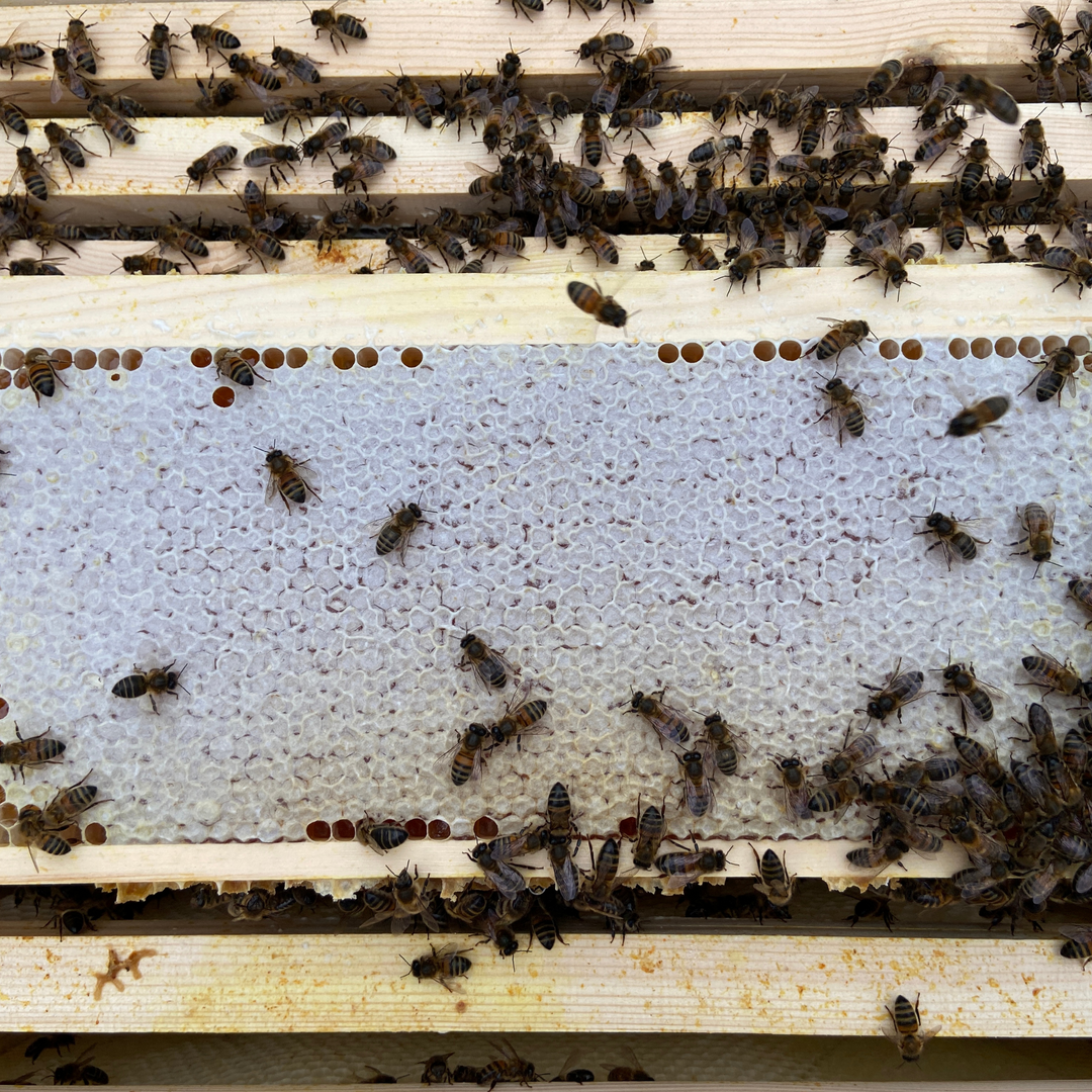 Welsh Heather Honey, 227g