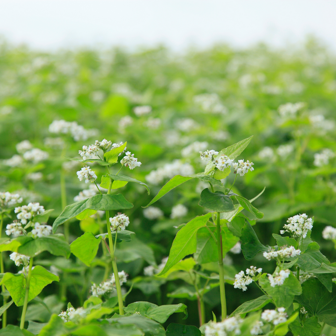 Wildflower Honeybee & Pollinator Mix - Flower Seed Mixture 500g