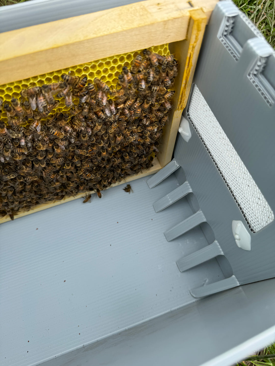 Buy Over Wintered Buckfast Bees Langstroth Flow Hive Nucleus Colonies -  Collected or Delivered