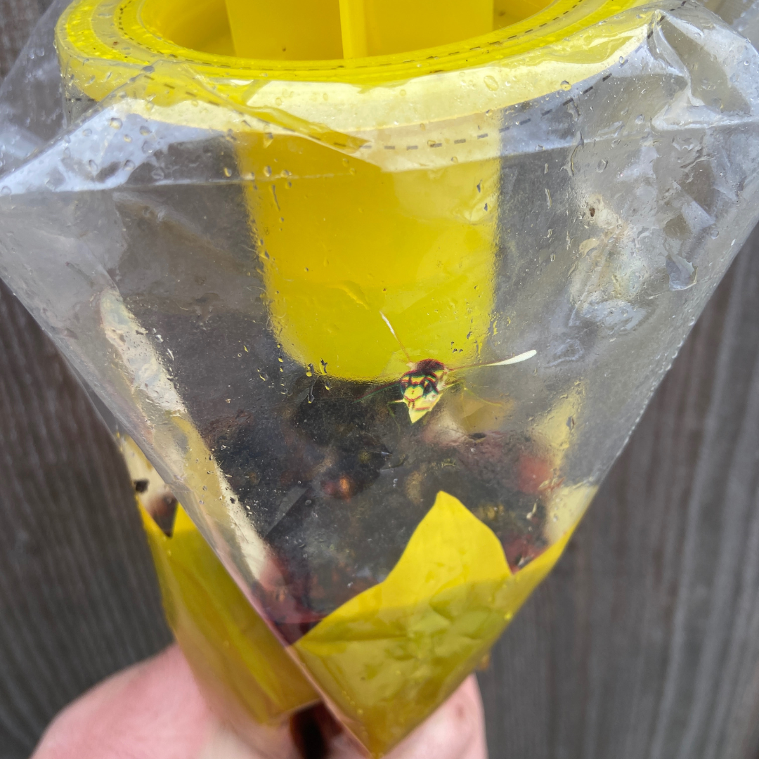 Wasp and Asian Hornet Trap Disposable Bag - Effective Outdoor Trap