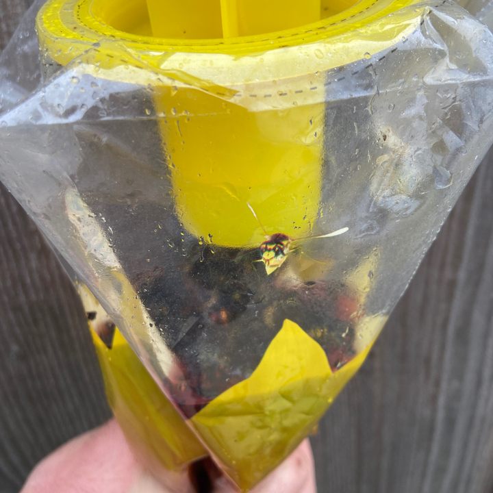 Wasp and Asian Hornet Trap Disposable Bag - Effective Outdoor Trap