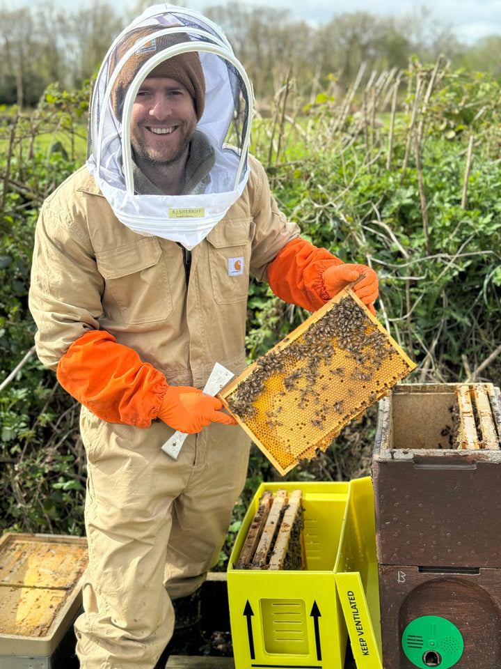 Buy Over Wintered Buckfast Bees 5 Frame National Nucleus Colonies -  Collected or Delivered 2026