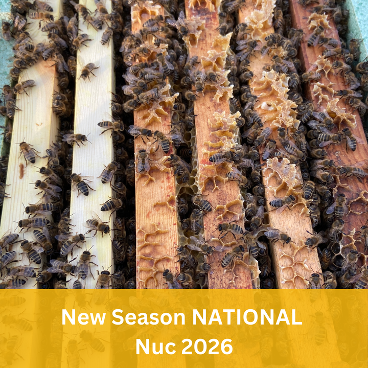 5 Frame National Buckfast Nuc Nucleus Colony - New Season - 2026 Queen