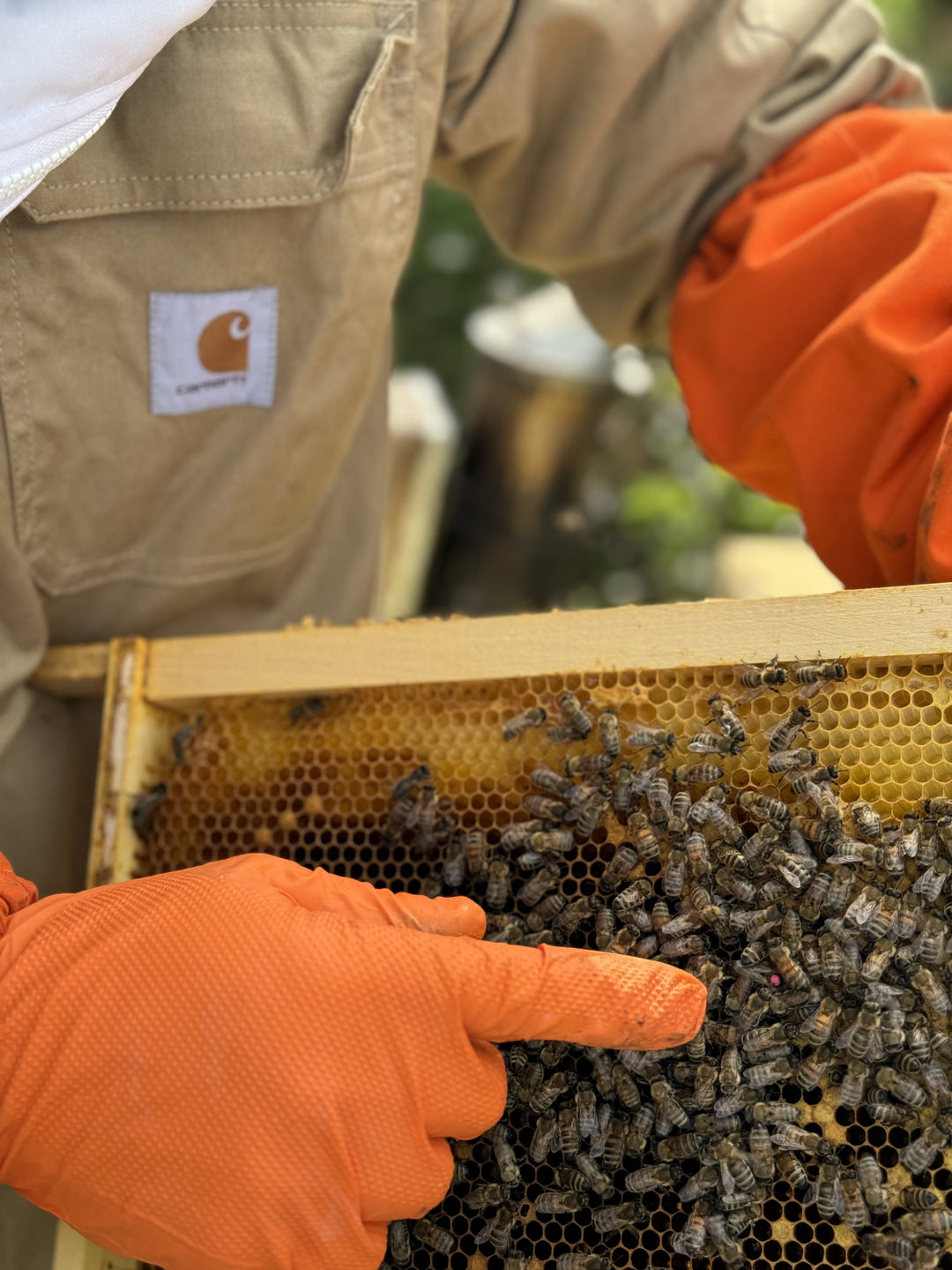 Buy Over Wintered Buckfast Bees 5 Frame National Nucleus Colonies -  Collected or Delivered 2026