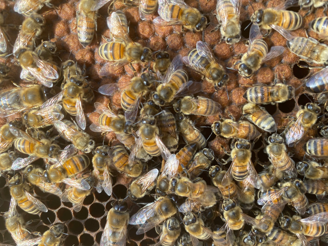 Buy Over Wintered Buckfast Bees Langstroth Flow Hive Nucleus Colonies -  Collected or Delivered