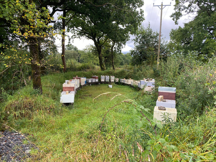 Buy Over Wintered Buckfast Bees Langstroth Flow Hive Nucleus Colonies -  Collected or Delivered