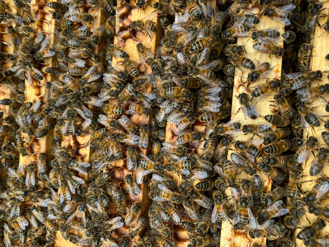 Buy Over Wintered Buckfast Bees Langstroth Flow Hive Nucleus Colonies -  Collected or Delivered