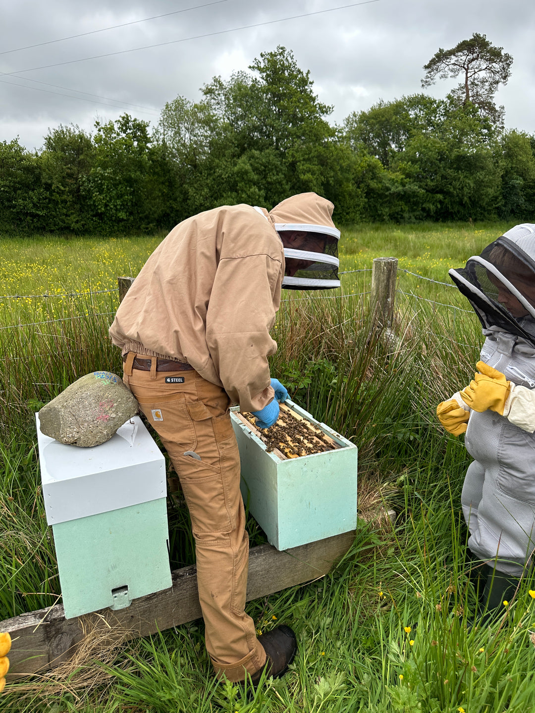 Over Wintered Buckfast Nuc – Langstroth | Spring 2027