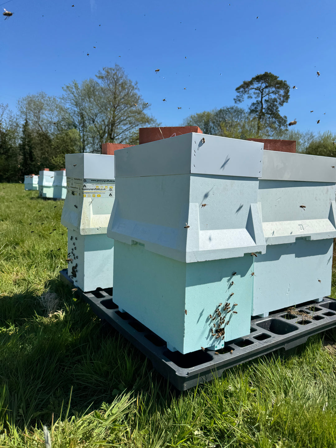 Over Wintered Buckfast Nuc – Langstroth | Spring 2027