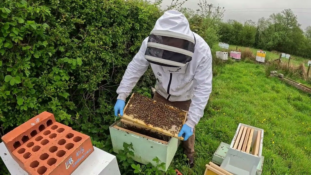 Over Wintered Buckfast Nuc – Langstroth | Spring 2027