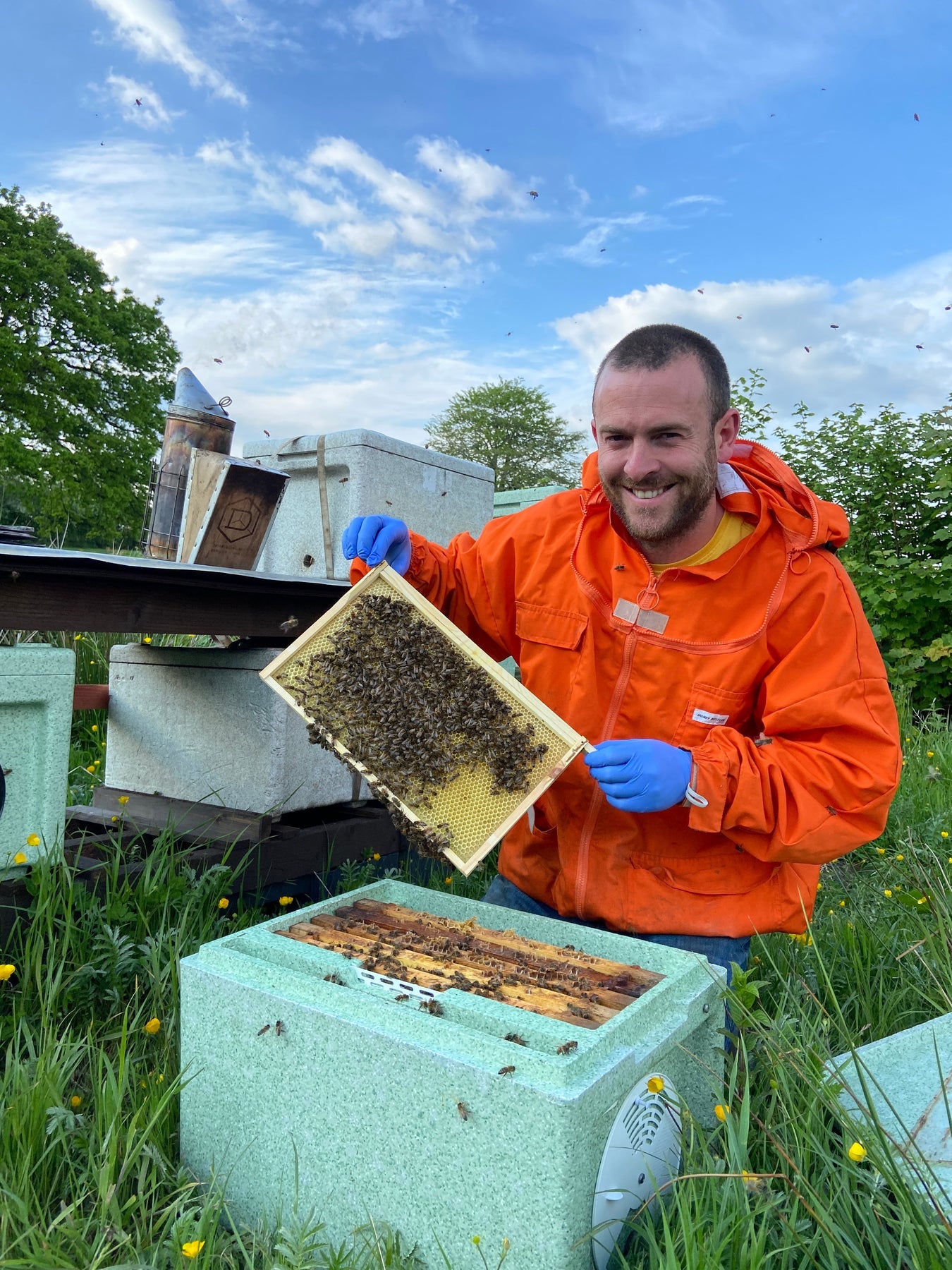 Buy Buckfast Bees Buckfast 6 Frame Nucleus Colonies Bees For Sale UK