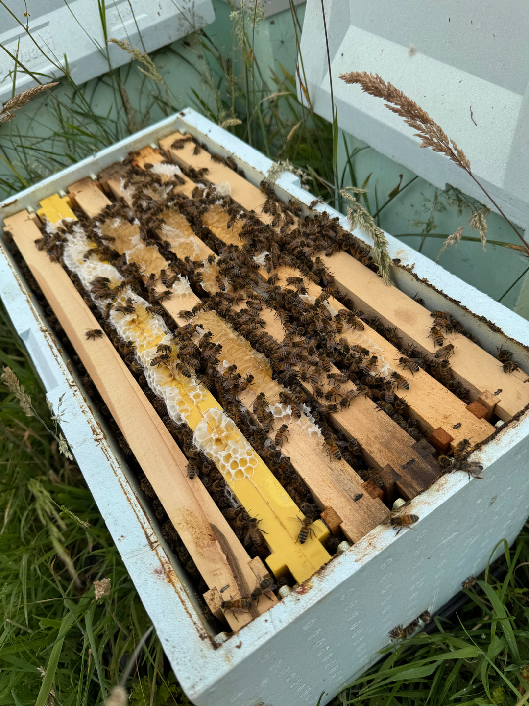 Over Wintered Buckfast Nuc – Langstroth | Spring 2027