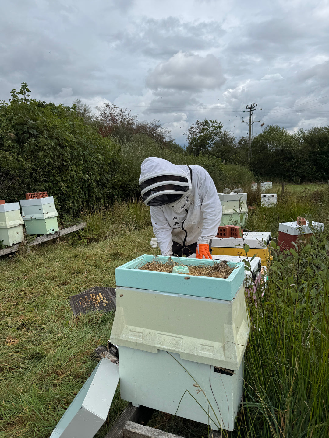 Over Wintered Buckfast Nuc – Langstroth | Spring 2027