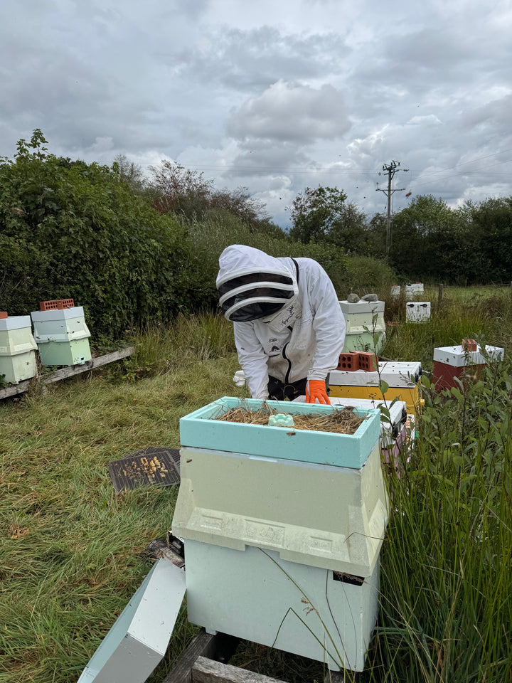 Over Wintered Buckfast Nuc – Langstroth | Spring 2027