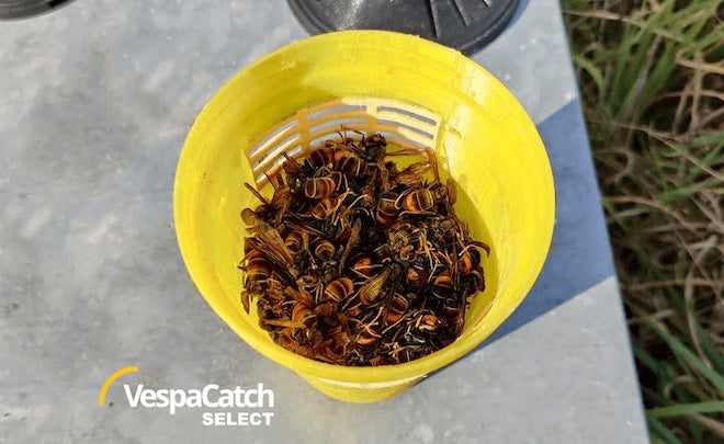 VespaCatch Select Asian Hornet Trap Vespa Catch (Adjustable &amp; Selective) | Trap Only or With Lures