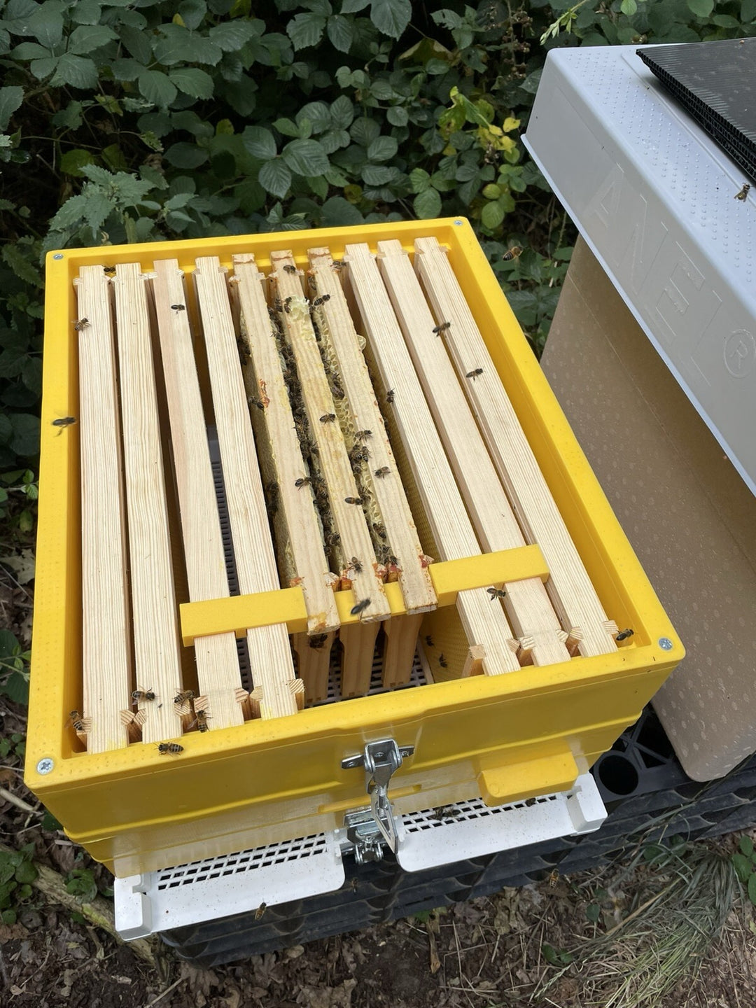 National to Langstroth Frame Adapter Converter Bracket – 1 / 2 / 3 Frame Options