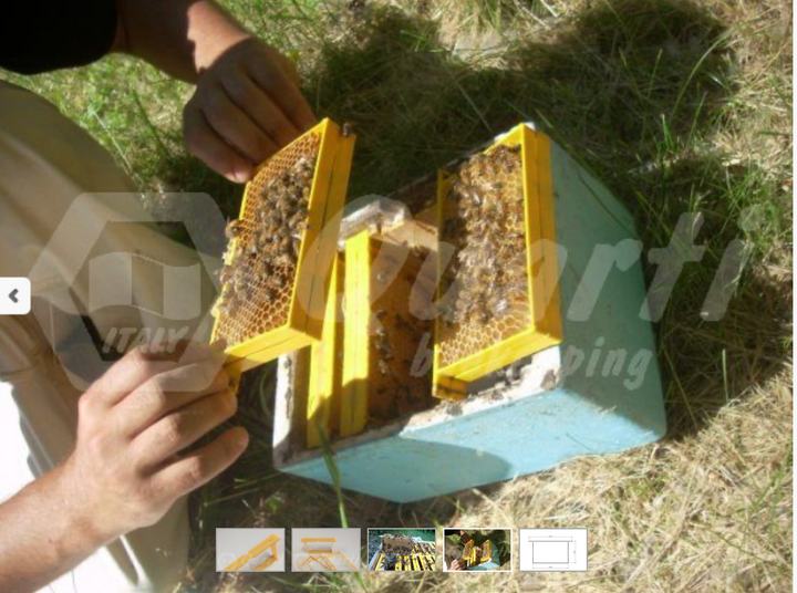 Mini Mating Nuc Plastic Frames – T18