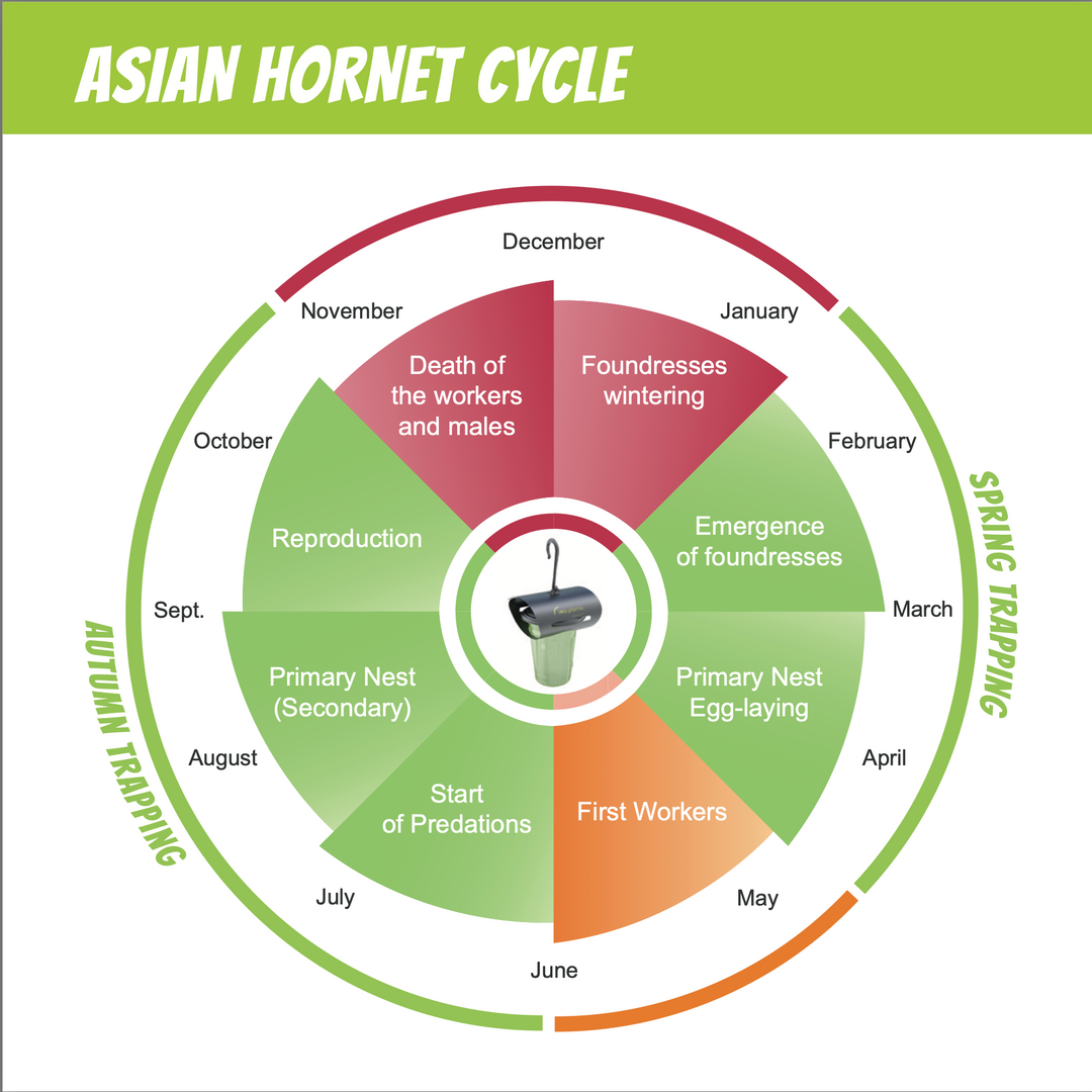 VespaCatch Asian Hornet Lures (10ml) | Trap Attractant – Packs of 10, 50 or 100