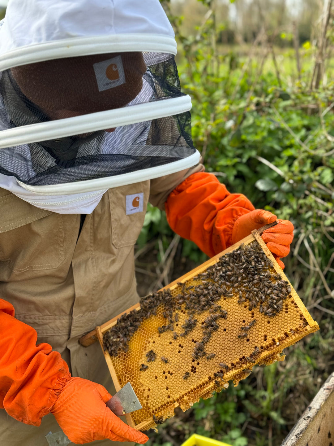Gwenyn Gruffydd beekeeper holding a frame of honey bees during a colony inspection