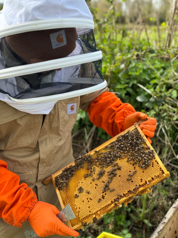 Gwenyn Gruffydd beekeeper holding a frame of honey bees during a colony inspection