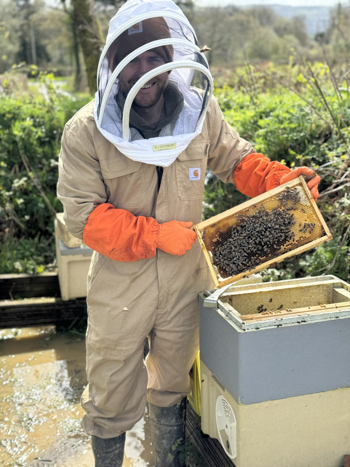 Beekeeper inspecting a frame of honey bees beside an open beehive in West Wales