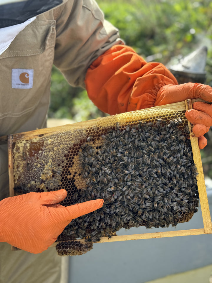 Gwenyn Gruffydd beekeeper holding a frame covered with honey bees during an apiary inspection