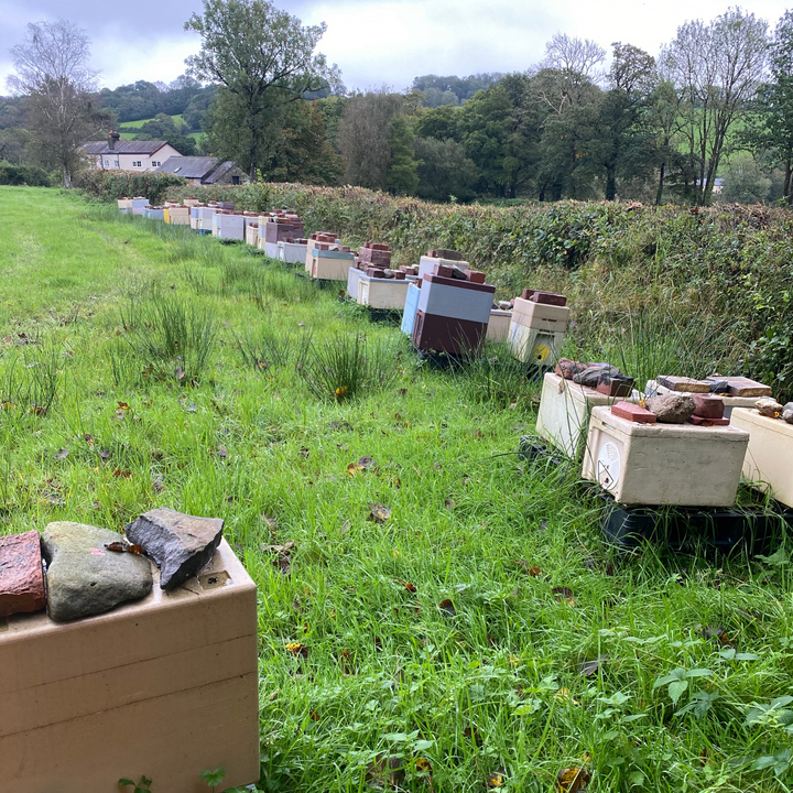Beehives and nucleus colonies arranged along a field in rural Carmarthenshire