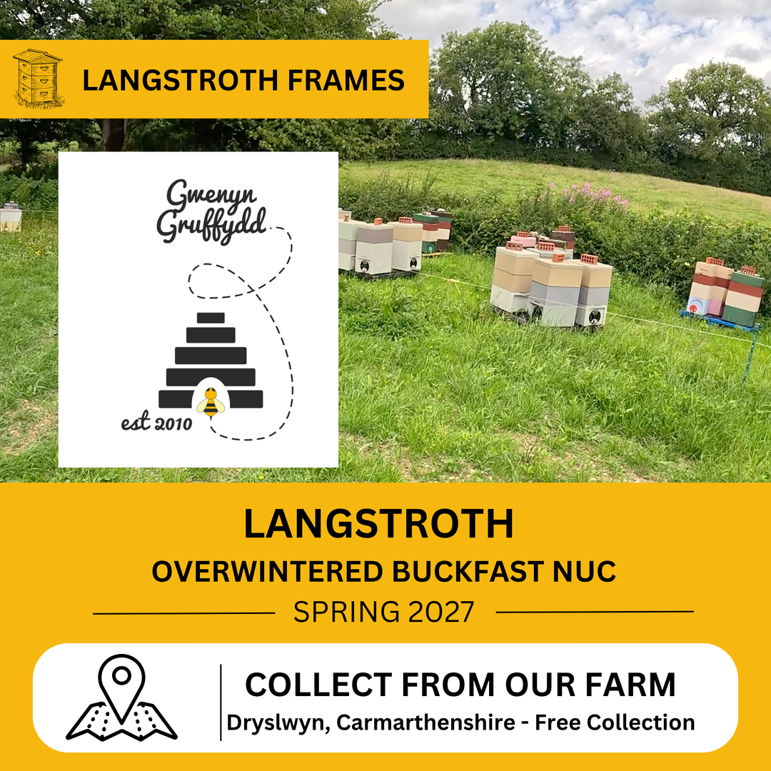 Overwintered Buckfast Langstroth nuc available for collection from our West Wales bee farm