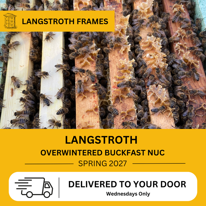 Overwintered Buckfast Langstroth nuc prepared for live bee delivery